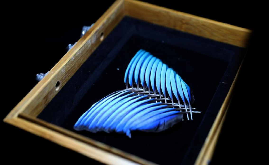 Feather_Selection.png